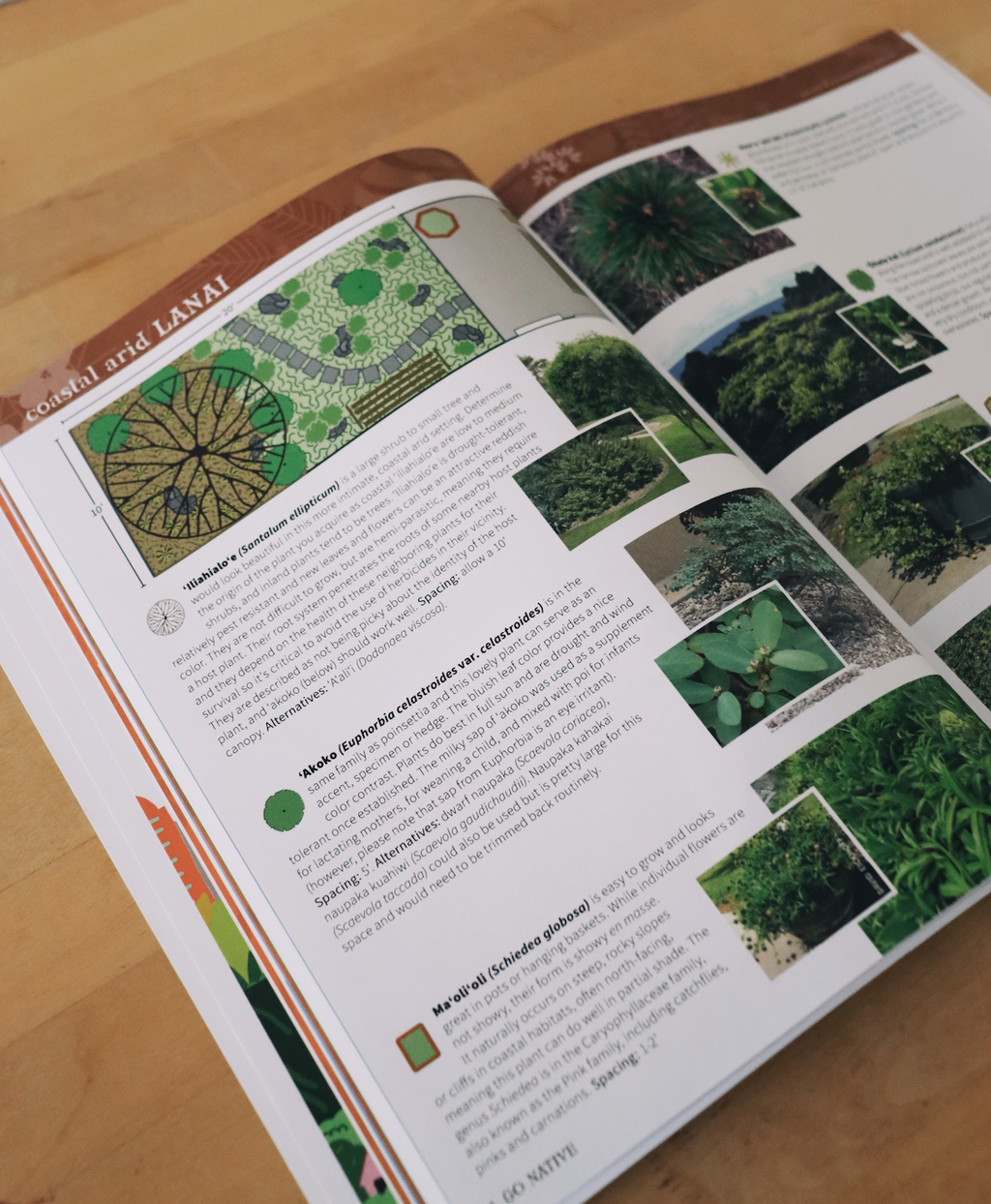 Go Native! Your guide to growing Native Hawaiian and canoe plants where you live, work, or play