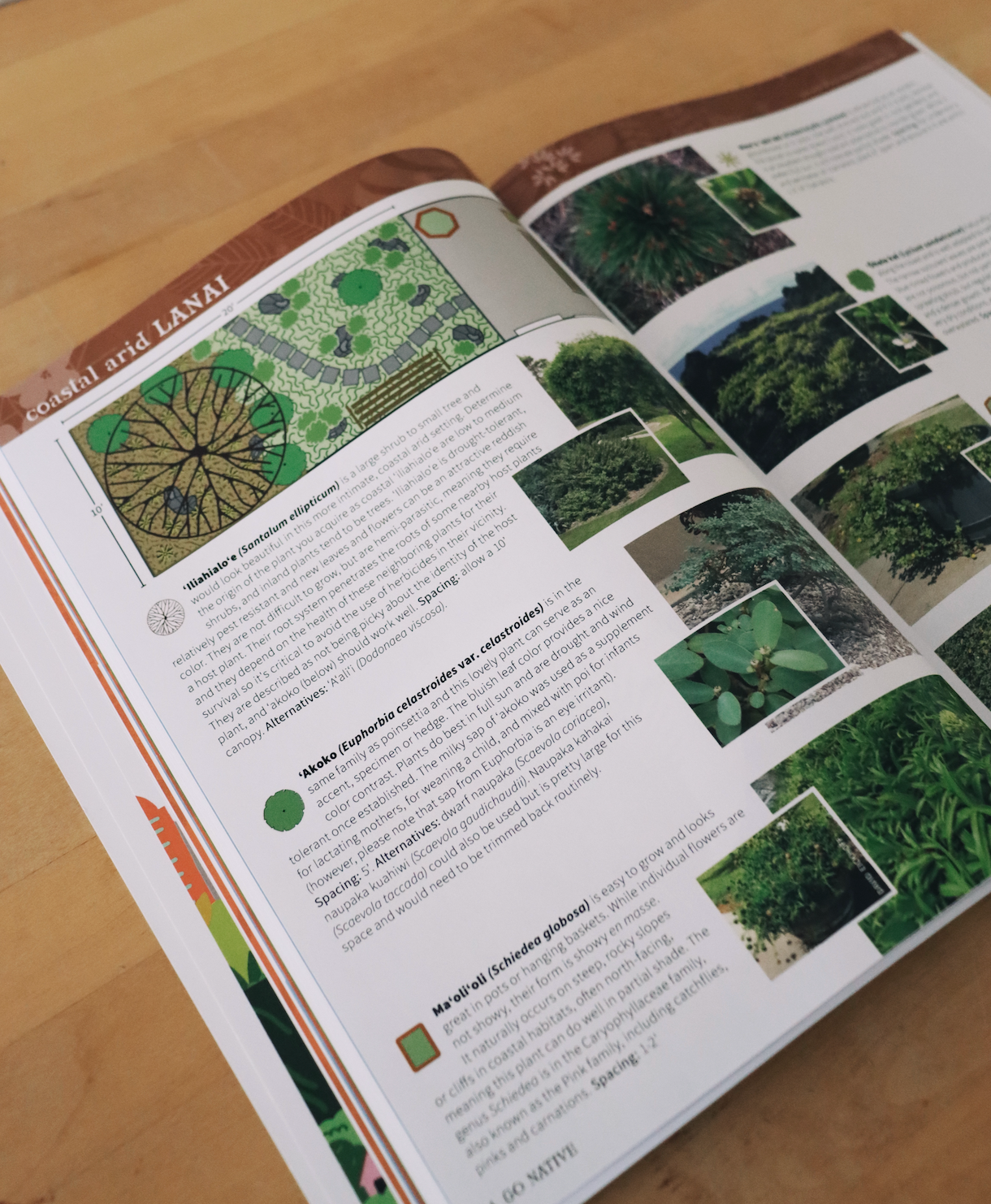 Go Native! Your guide to growing Native Hawaiian and canoe plants where you live, work, or play