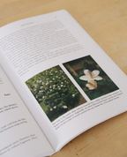 A Native Hawaiian Garden - How to Grow and Care for Island Plants