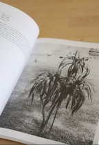 Plants in Hawaiian Culture