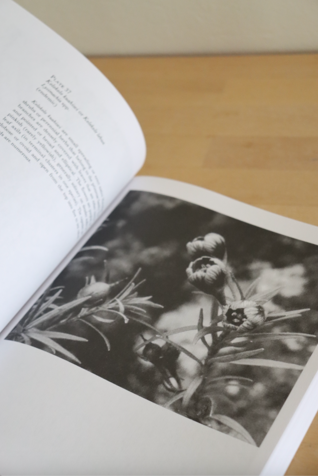 Plants in Hawaiian Culture