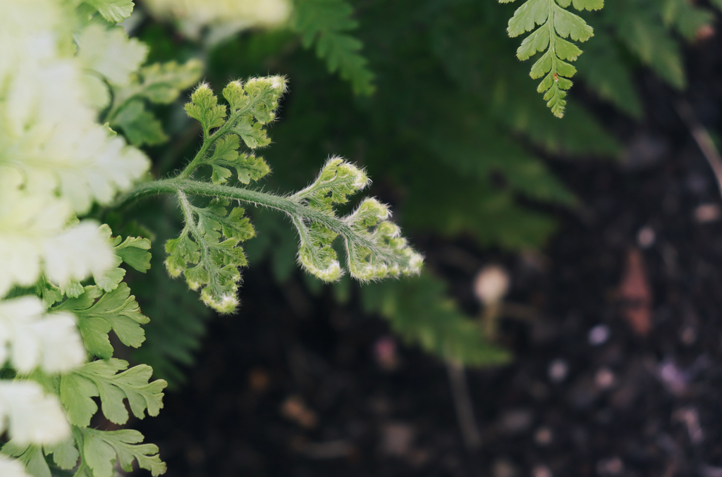 Starting a Native Lei Garden - July 15th & Aug. 26th