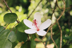Starting a Native Lei Garden - July 15th & Aug. 26th