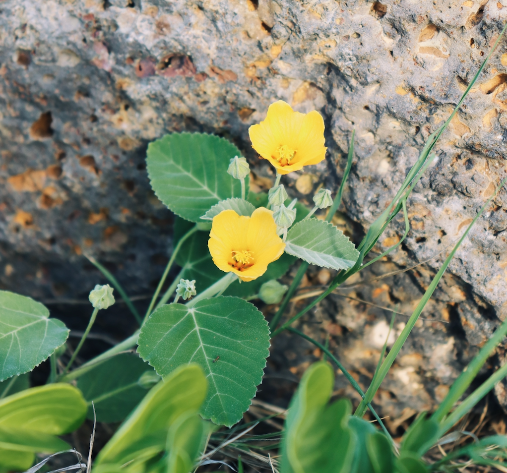 Native Plants Lei Poʻo Workshop - April 26th