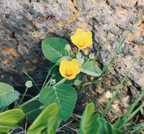 Native Plants Lei Poʻo Workshop - April 26th