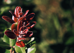 Starting a Native Lei Garden - July 15th & Aug. 26th