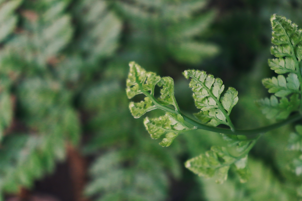 Native Plants Lei Poʻo Workshop - April 26th