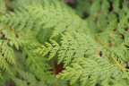 Starting a Native Lei Garden - July 15th & Aug. 26th